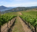 Vineyard_with_Clearlake_and_Mt_Konocti_to_the_left_170_128