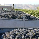 Truck_load_of_grapes_588_441
