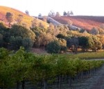 Vines_turning_Red_for_Fall_170_128